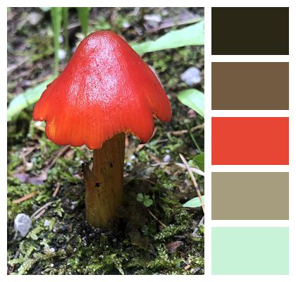 Mushroom Witch'S Hat Fungus Image
